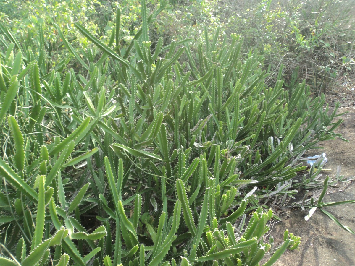 Euphorbia trigona Mill.